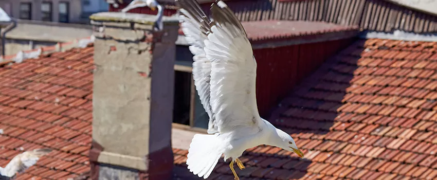 Residential Chimney Animal Removal Solution in Fraser, MI