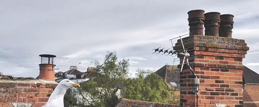 Chimney Cleaning And Restoration in Fraser, Michigan